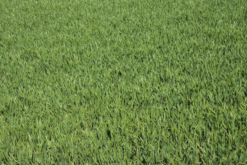ZIMG_2668
