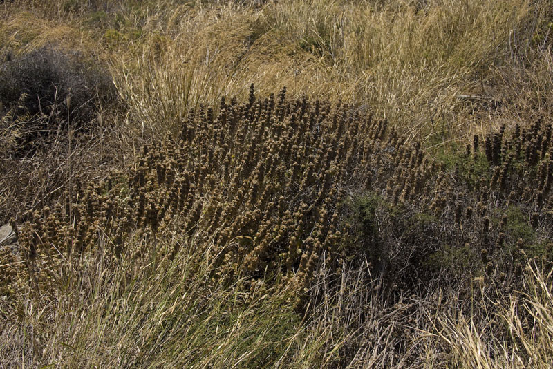 ZIMG_3164