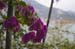 ZIMG_1476
