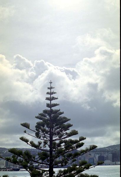 NZ-28-0022
