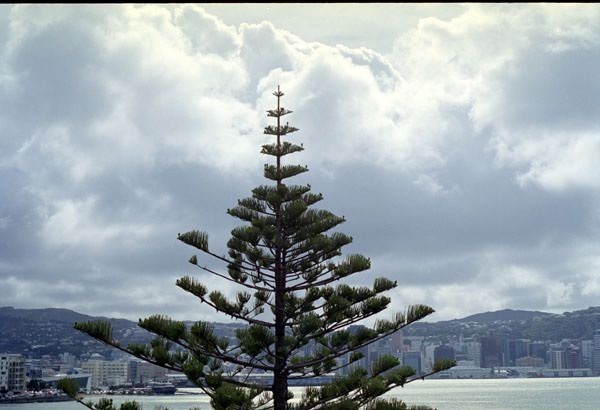 NZ-28-0023