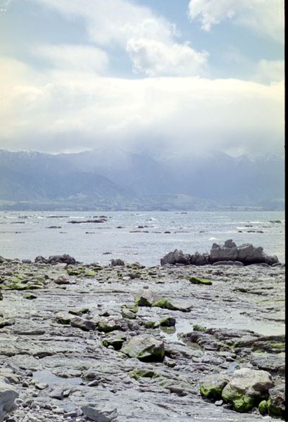NZ-16-0022