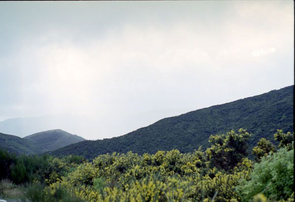 NZ-02-0006