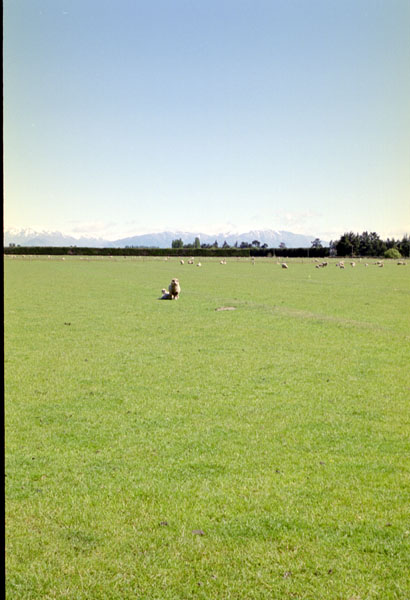 NZ-17-0004