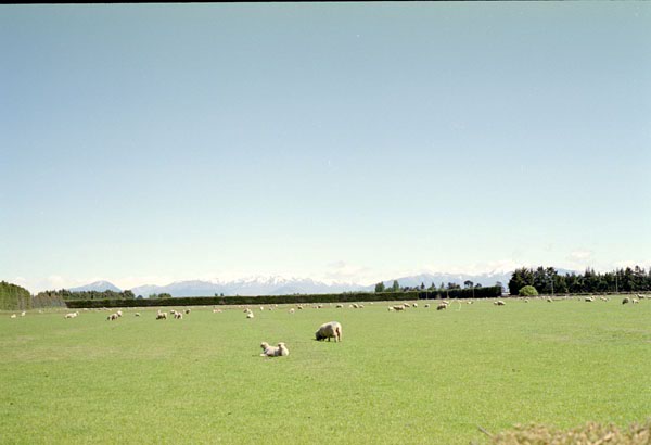 NZ-17-0005