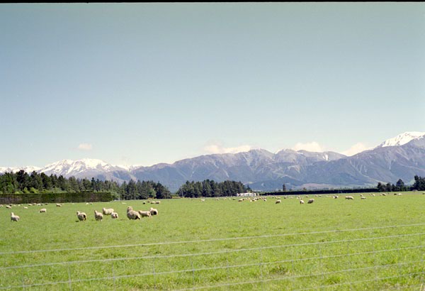 NZ-17-0012