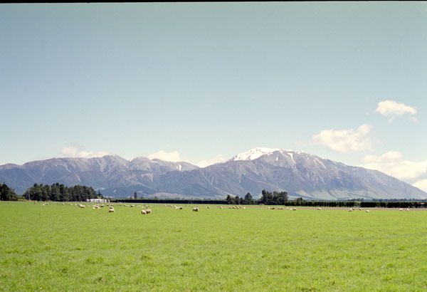 NZ-17-0013