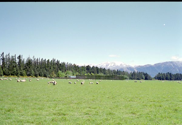 NZ-17-0014