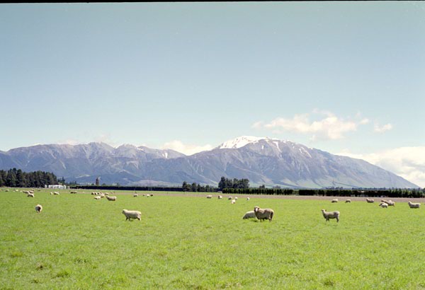 NZ-17-0017