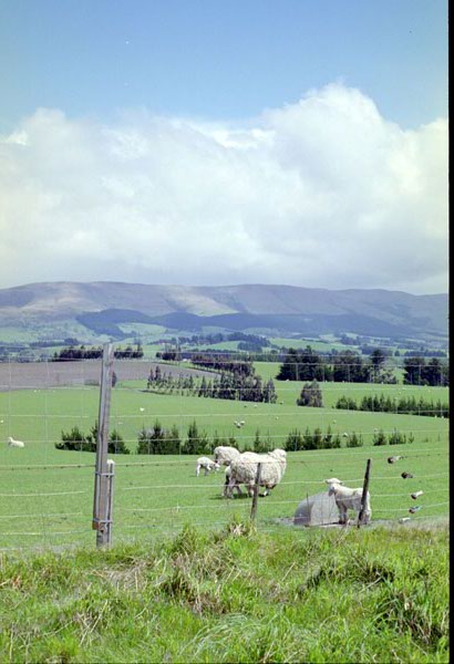 NZ-19-0010