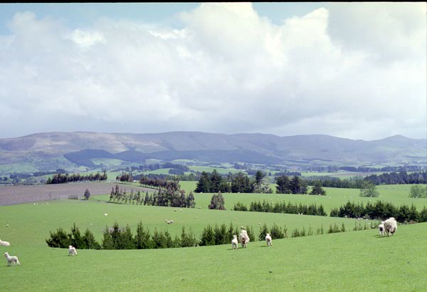 NZ-19-0011