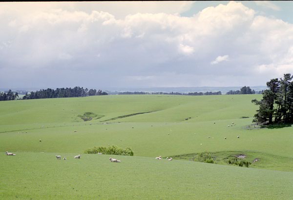 NZ-19-0012