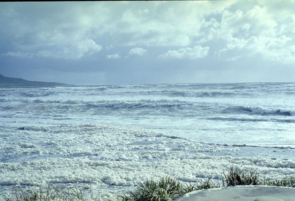NZ-20-0005