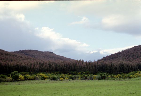 NZ-20-0013