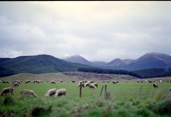 NZ-20-0015
