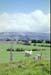 NZ-19-0010