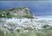 NZ-20-0010