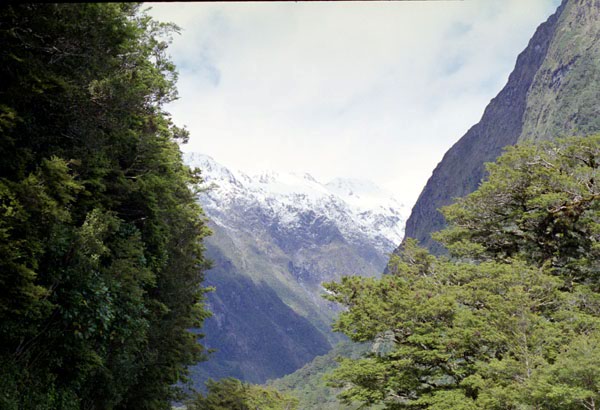 NZ-21-0006