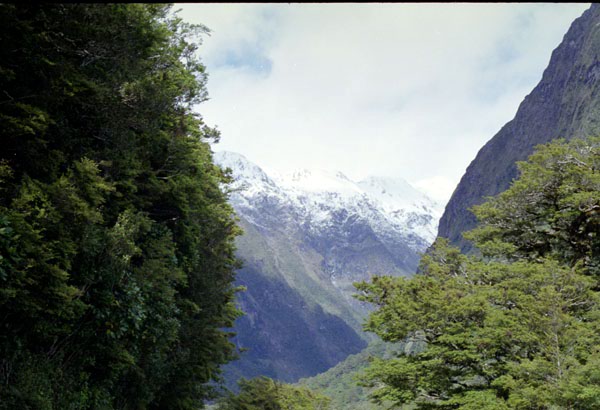NZ-21-0007