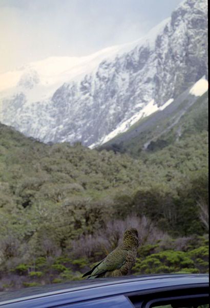 NZ-21-0013