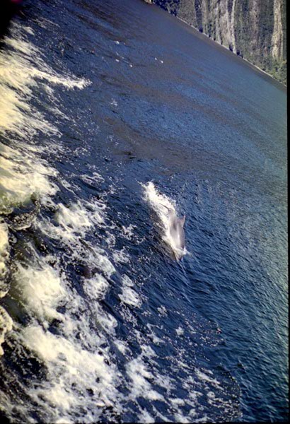 NZ-22-0010