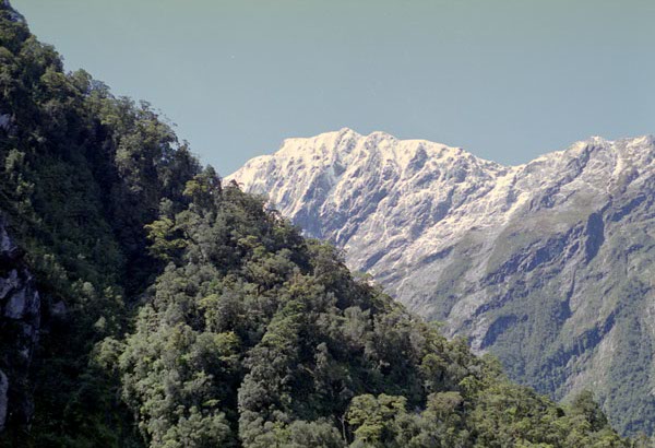 NZ-24-0010