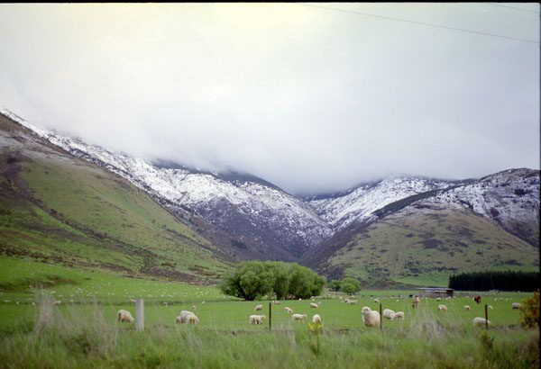 NZ-25-0007