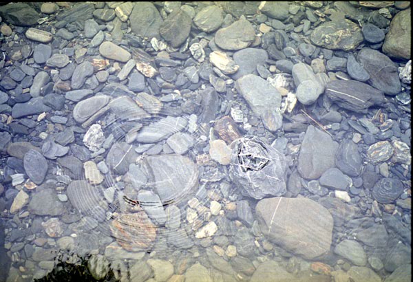 NZ-25-0016