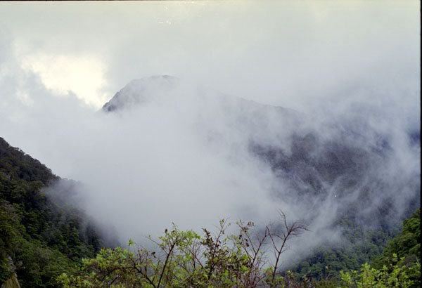 NZ-25-0017