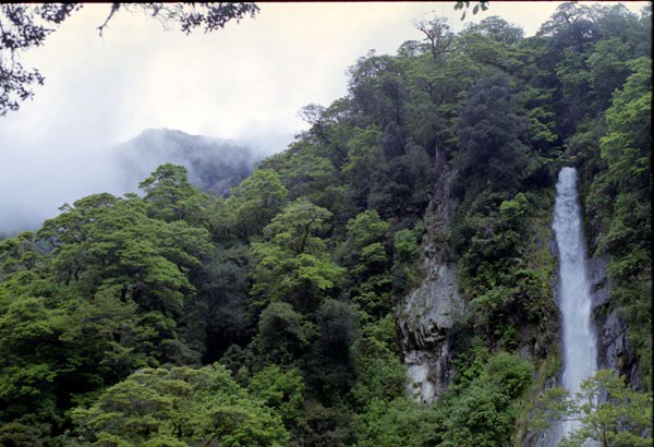 NZ-25-0020