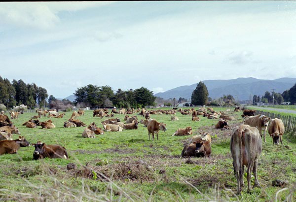 NZ-02-0017