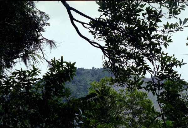 NZ-03-0006