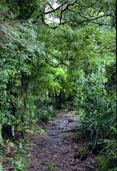 NZ-03-0007
