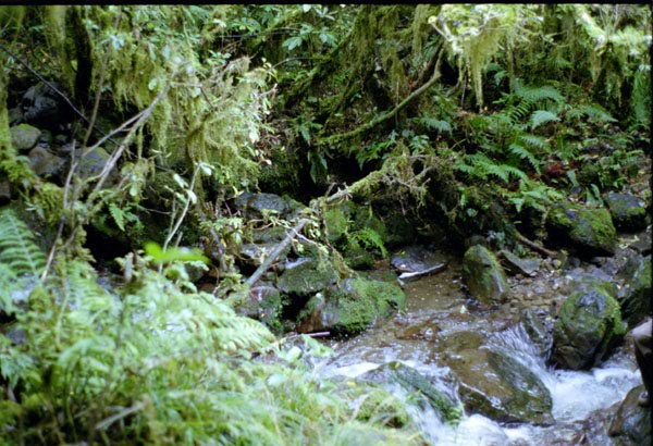 NZ-03-0008