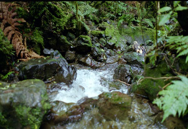 NZ-03-0009