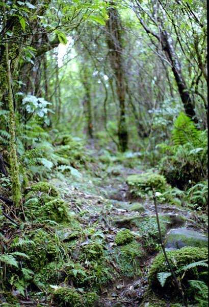 NZ-03-0018