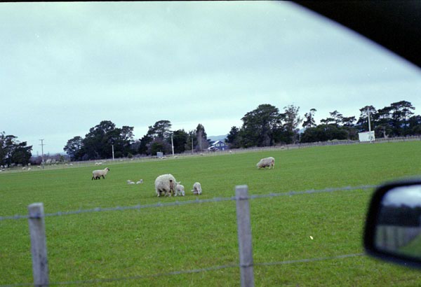 NZ-04-0005