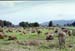 NZ-02-0017