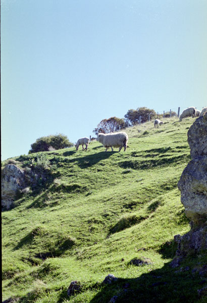 NZ-08-0016