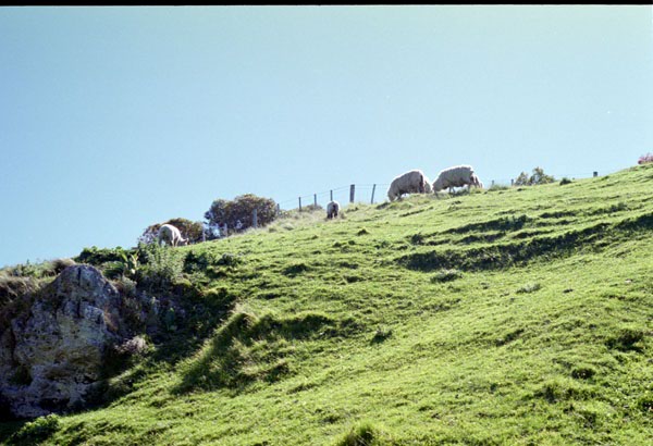 NZ-08-0017