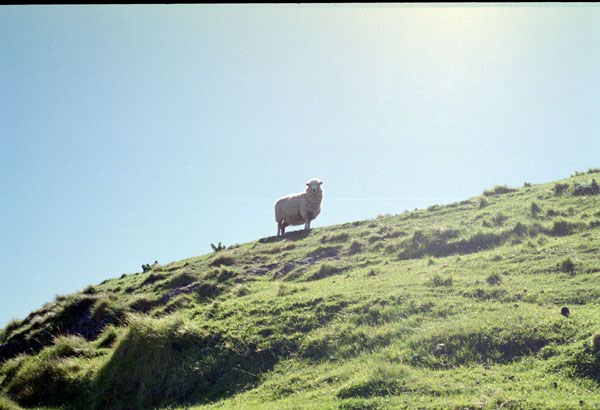 NZ-08-0019