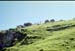NZ-08-0017
