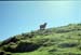 NZ-08-0020