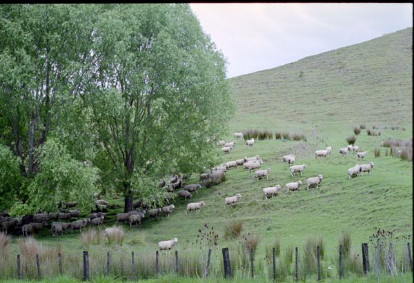 NZ-09-0007