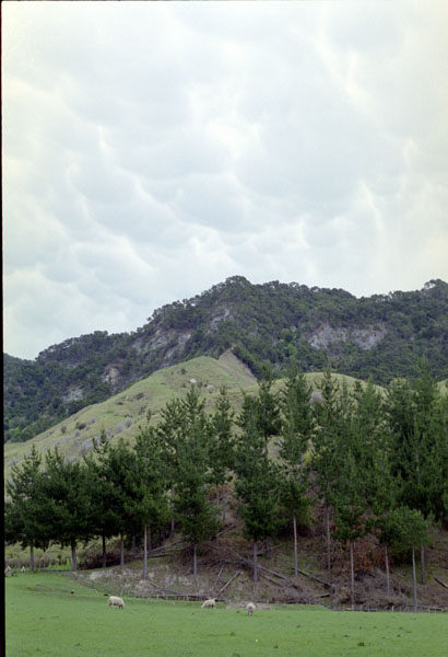 NZ-09-0009