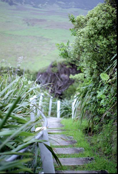NZ-10-0006