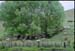 NZ-09-0006