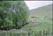 NZ-09-0007