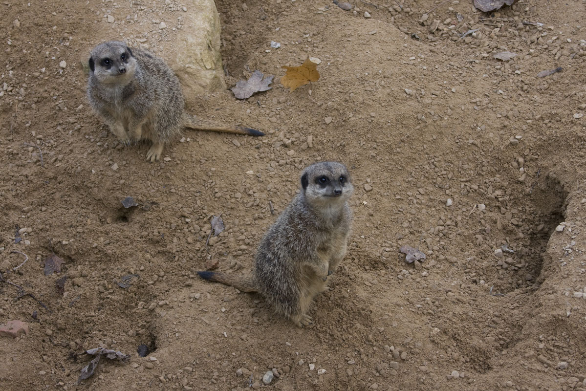 IMG_0224