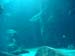 DSC00194
